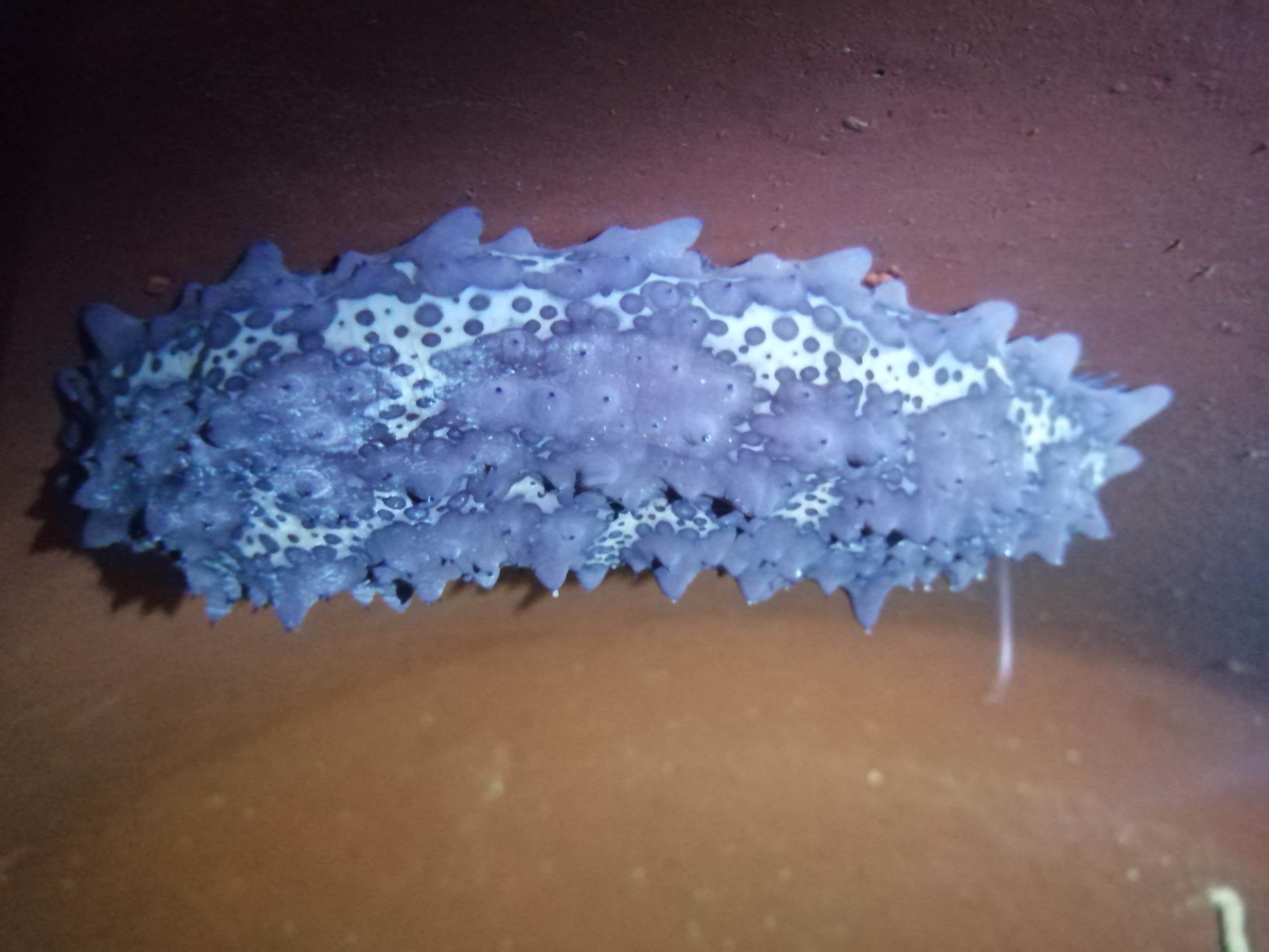 Purple sea cucumber